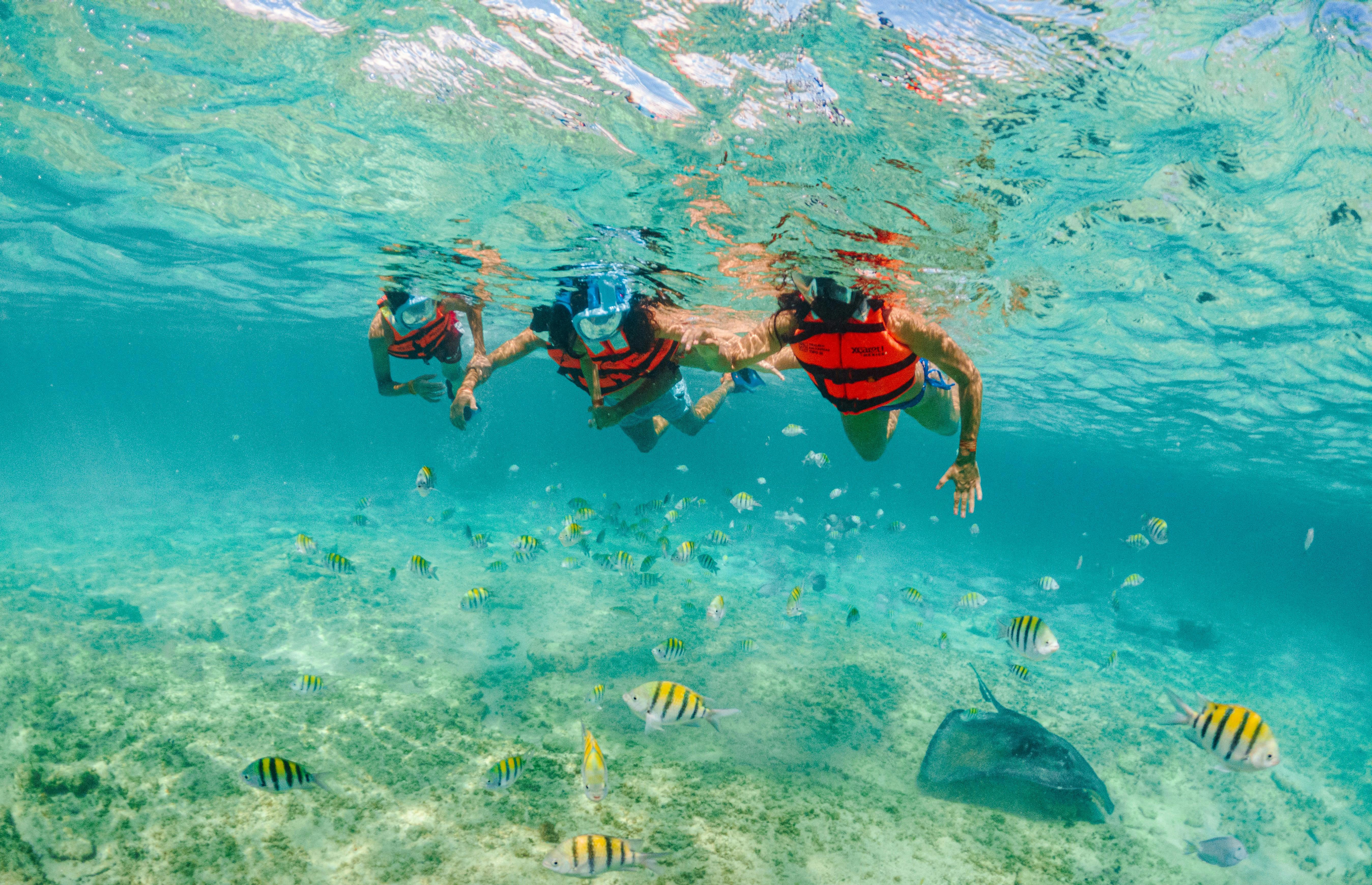 三名穿着红色救生衣的浮潜者在水下游泳，周围是五颜六色的鱼和黄貂鱼。