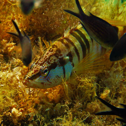 Discover Scuba Diving Experience - Photo 4