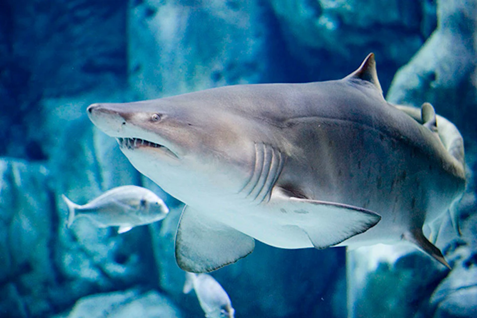 A large shark swims alongside smaller fish in a blue underwater environment.