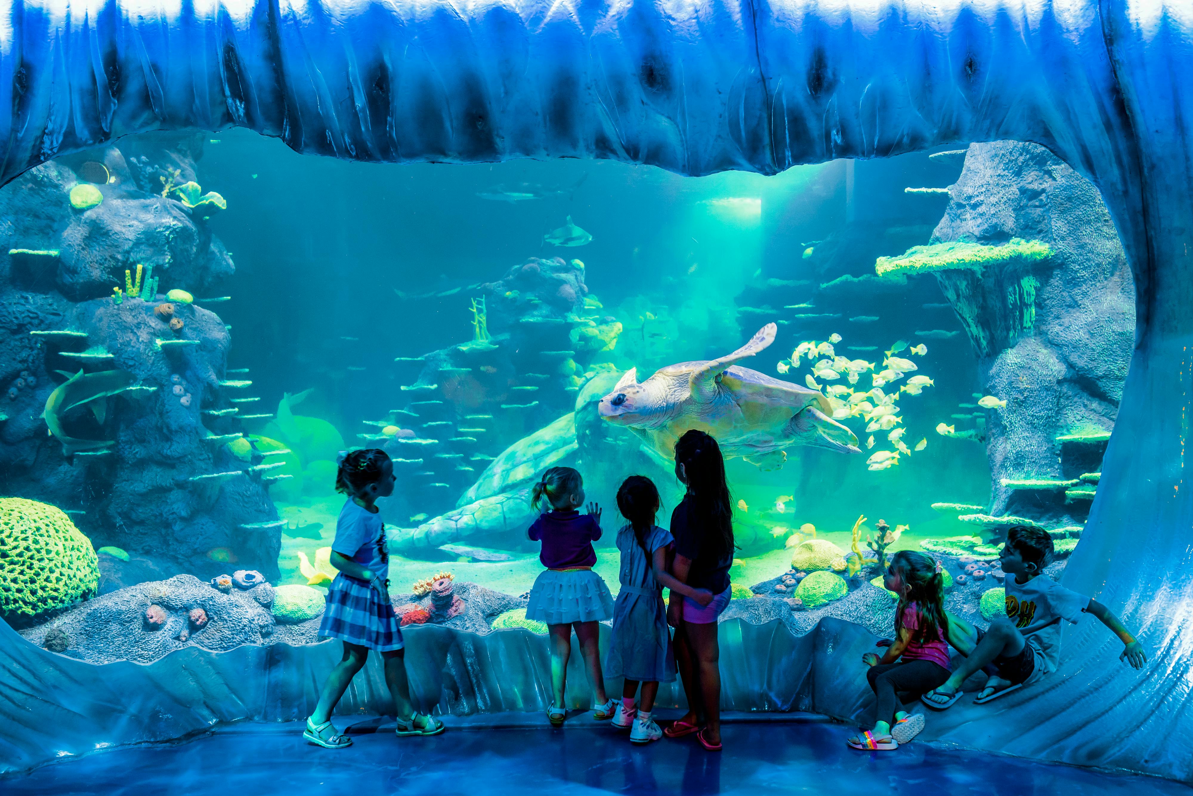 Afbeelding van kinderen die naar het aquarium kijken