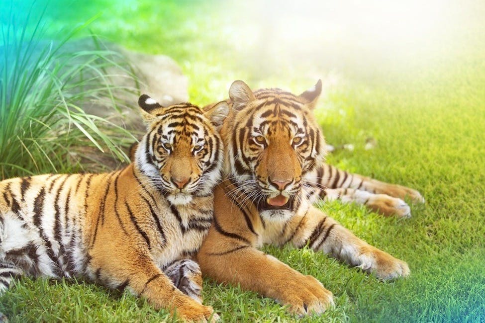 ドリームワールド・ゴールドコースト