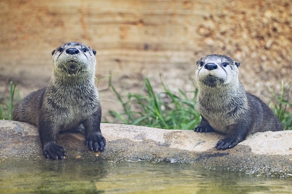 Two otters stand on a rock next to a pond, with a grassy and wooden background.