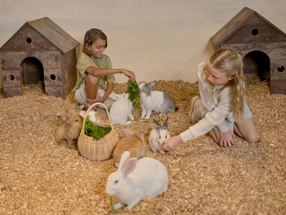Children feeding rabbits with greens in a pen with wood shavings and a small wooden house in the background.