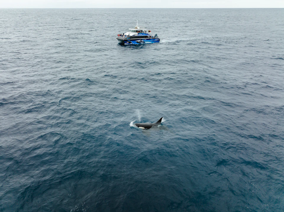 A whale surfaces near a boat with people on it in a vast, open ocean.