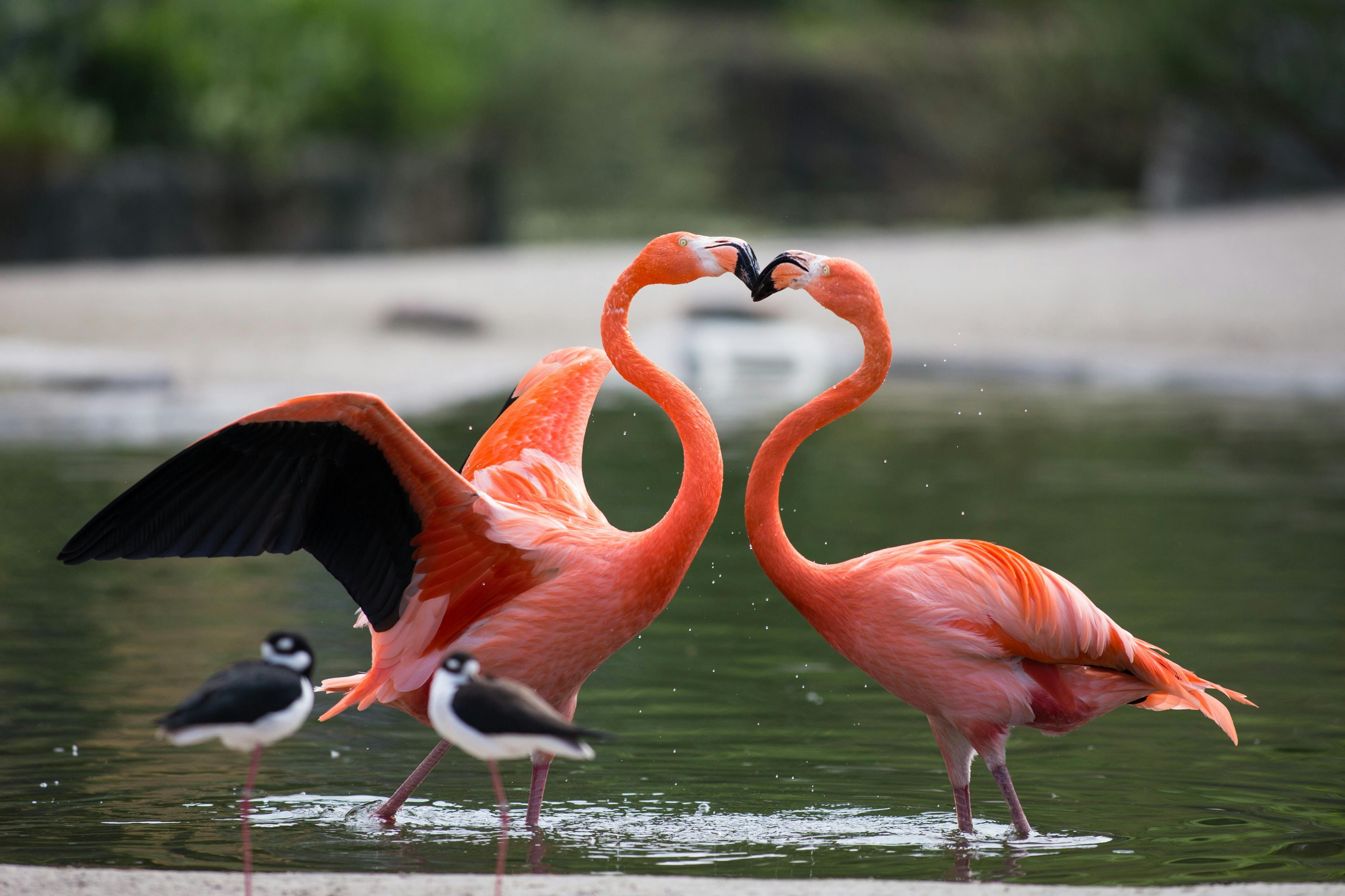 哥本哈根动物园