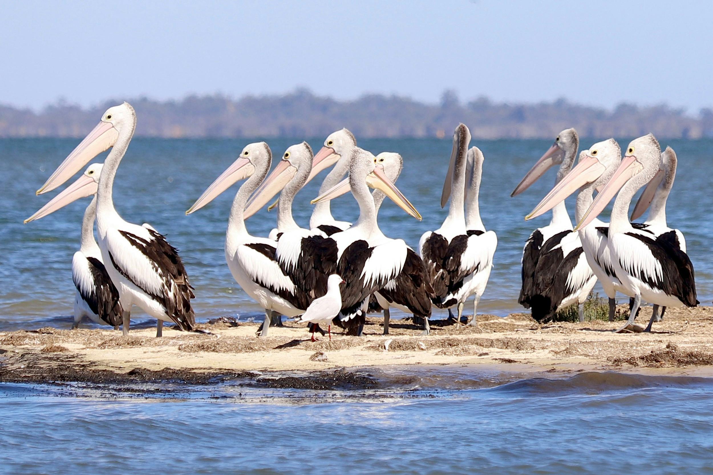 Pelicans