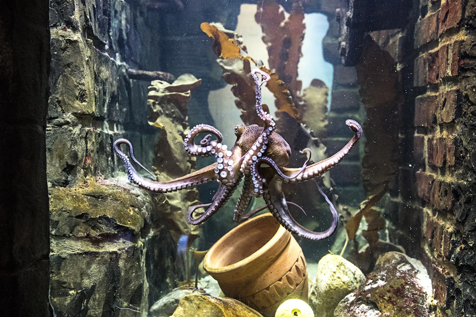 An octopus spreads its tentacles inside an aquarium, surrounded by rocks, seaweed, and a small terracotta pot.