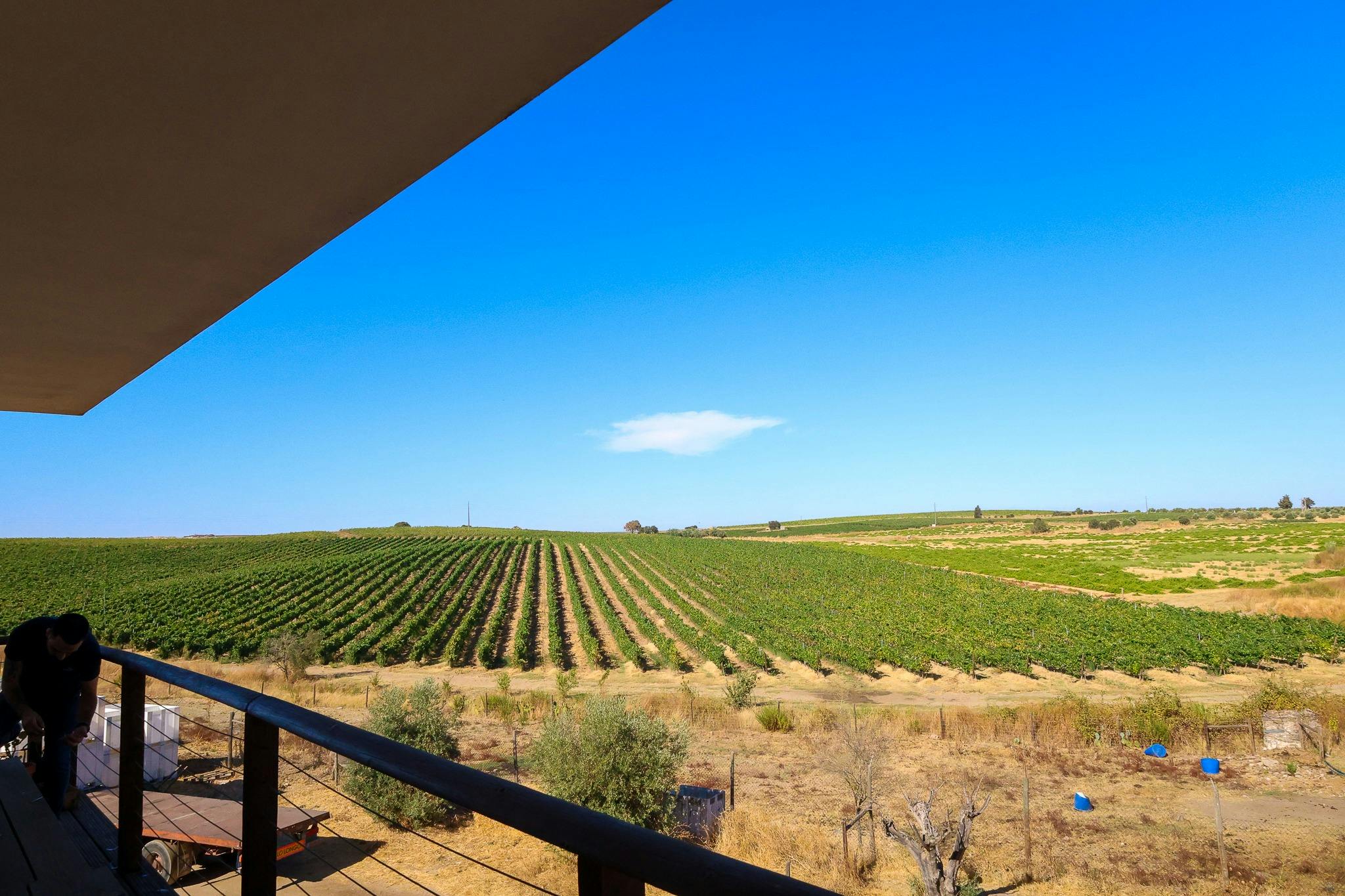 View from a balcony overlooking a vast vineyard under a clear blue sky with a single cloud. Dry grassy area in the foreground.