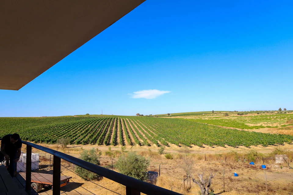View from a balcony overlooking a vast vineyard under a clear blue sky with a single cloud. Dry grassy area in the foreground.