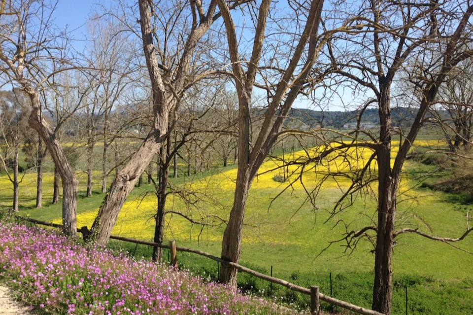A meadow with yellow flowers, bare trees, a wooden fence, and pink flowers in the foreground under a clear blue sky.