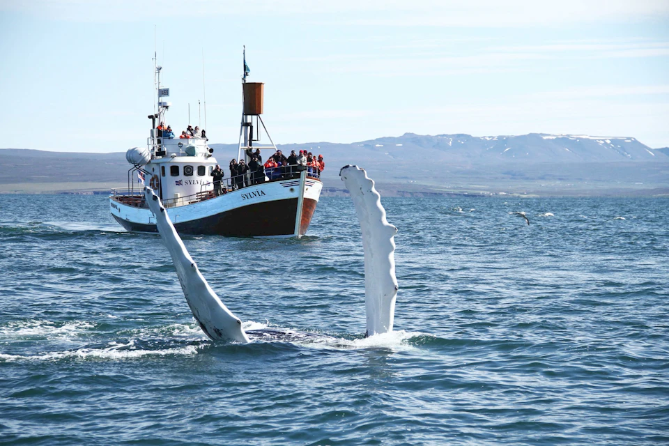 A whale's flippers emerging from the water near a boat with people watching, set against a scenic coastal backdrop.