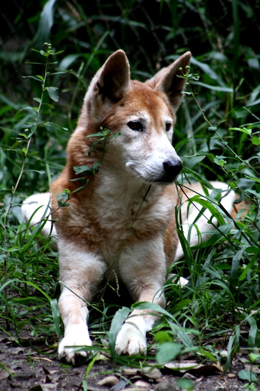 Dingo  Currumbin Wildlife Sanctuary