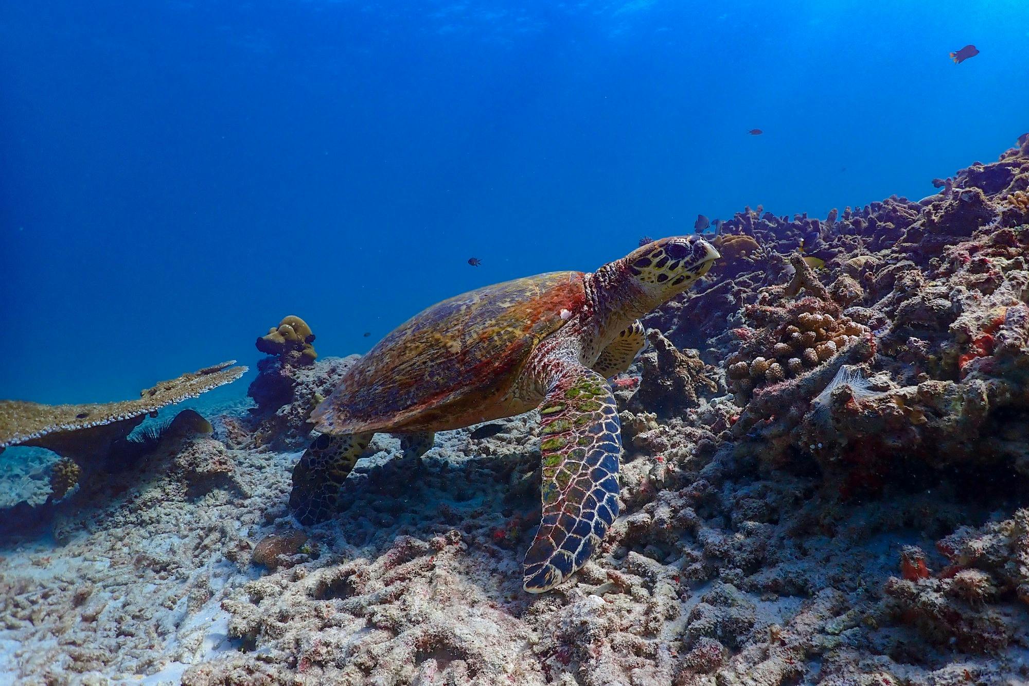 Snorkel and discover an underwater paradise.