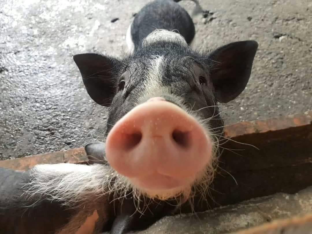 Zbliżenie na pysk i twarz świni, ze zwierzęciem pochylonym nad barierą na betonowej powierzchni.