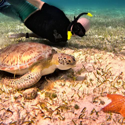 Cozumel Turtle Sanctuary: Snorkel Tour in destination