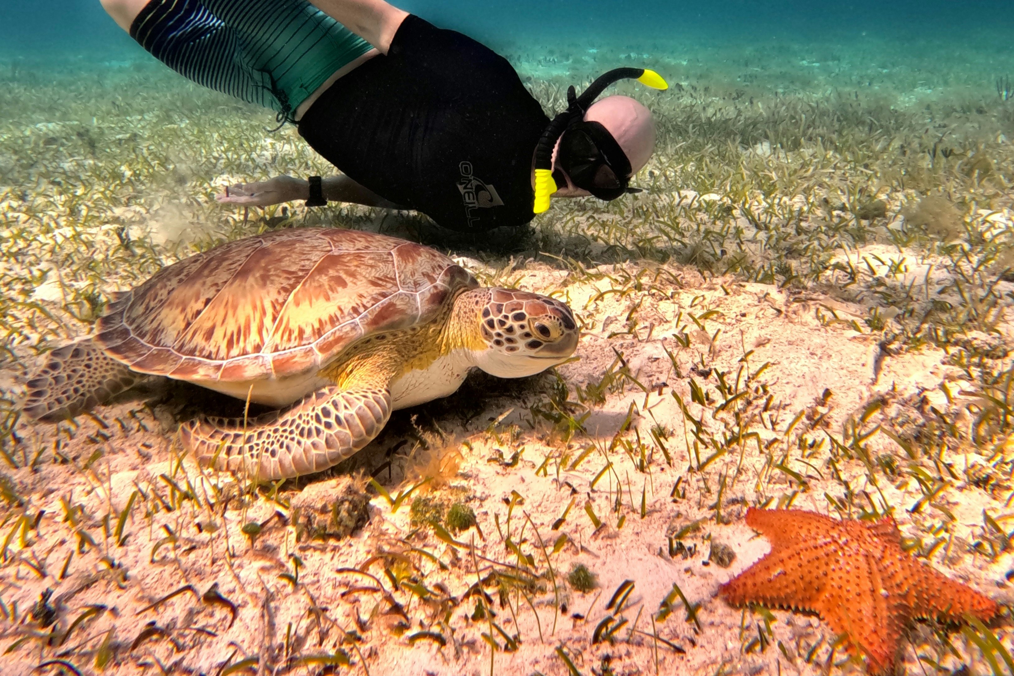 Santuário de tartarugas de Cozumel: Passeio com snorkel