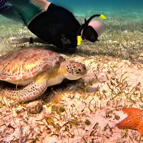 Cozumel Turtle Sanctuary: Snorkel Tour