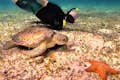 Schildpaddenopvang in Cozumel