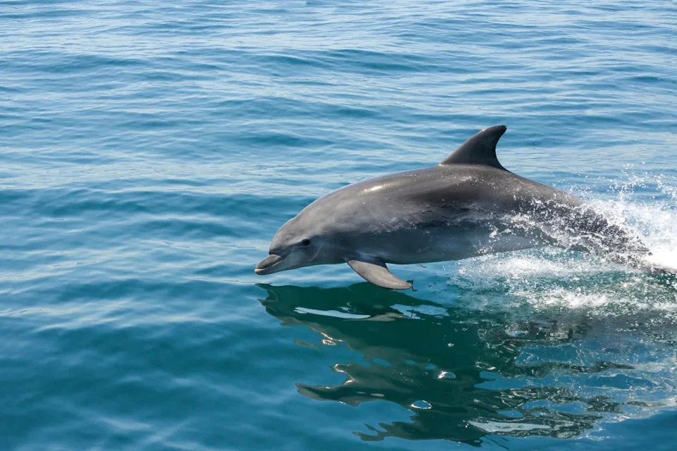 Dolphins & Catamaran