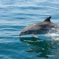 Дельфины и катамаран
