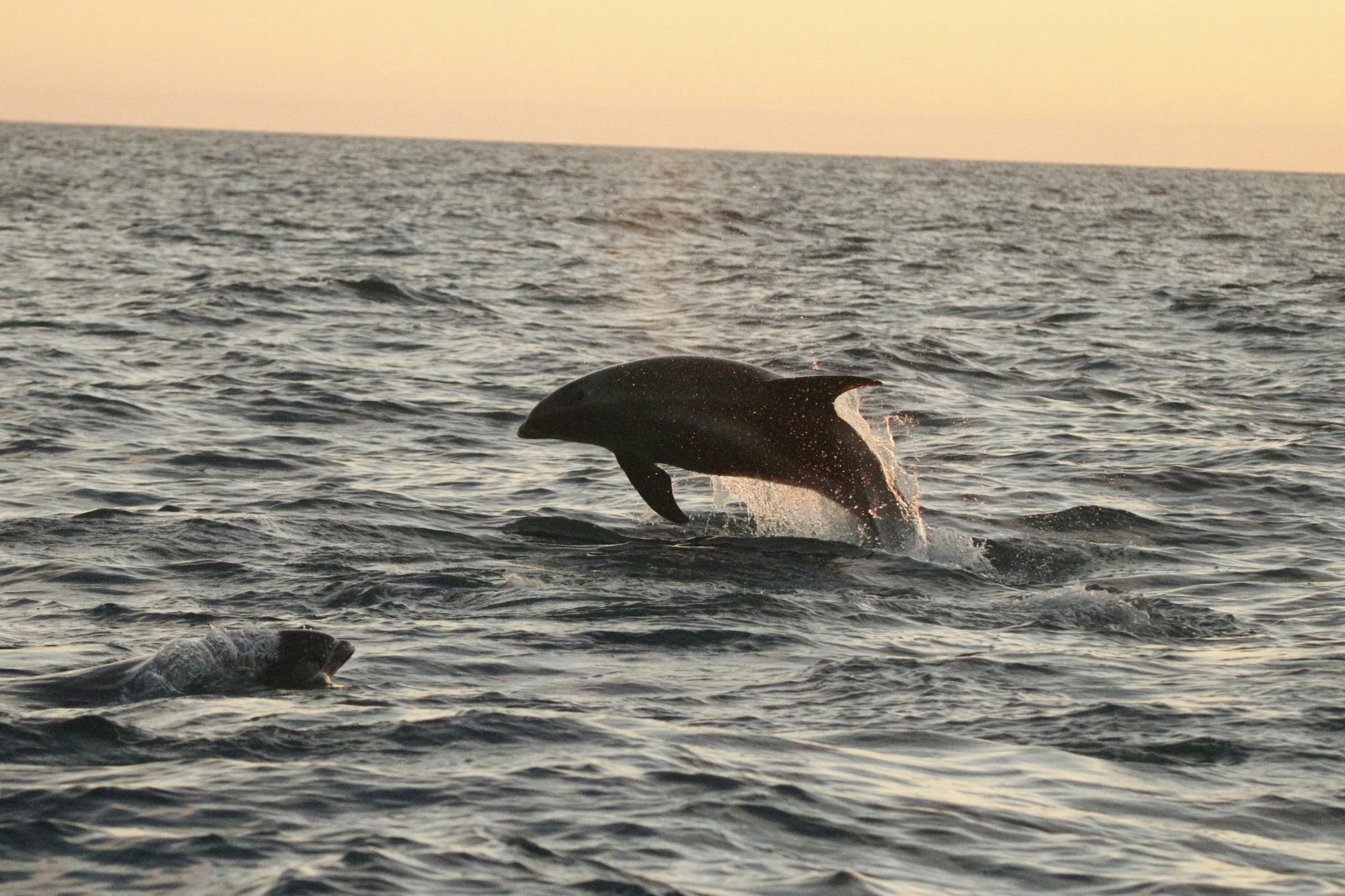 Weißschnauzendelfin beim Sprung in die Mitternachtssonne