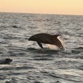 Delfín de pico blanco saltando bajo el sol de medianoche