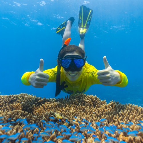 Ocean Safari: Gran Barrera de Coral desde Cape Tribulation