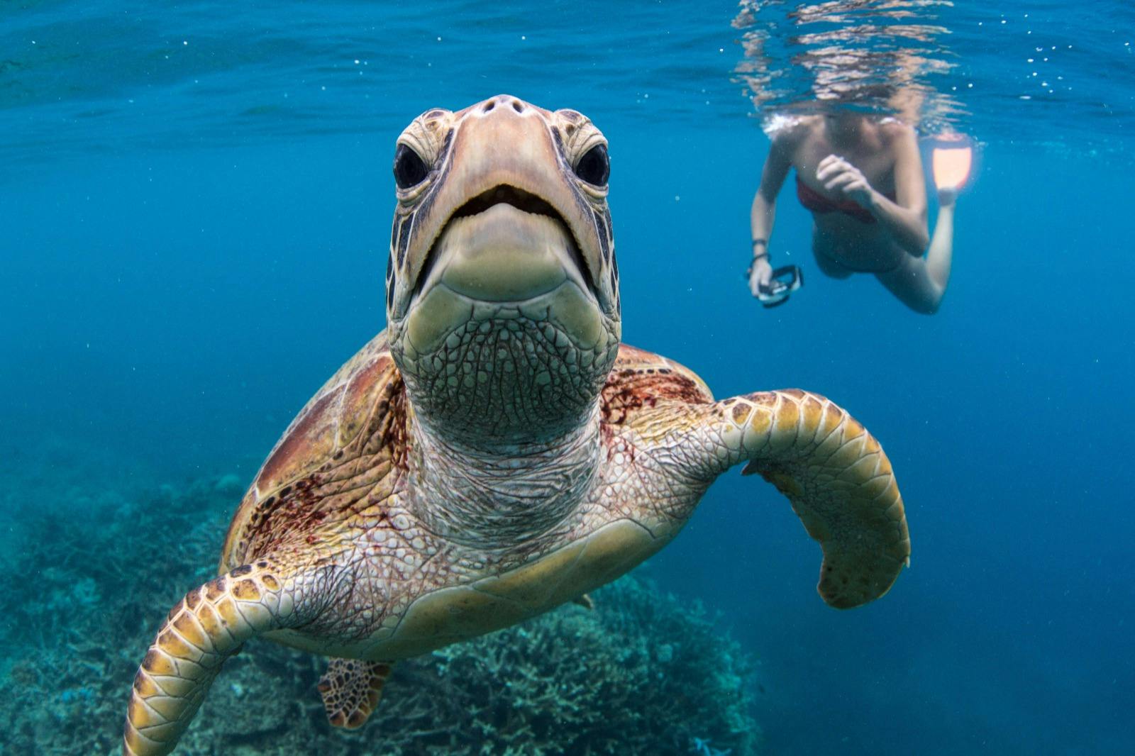 A sea turtle swims underwater near a person with a snorkel in clear blue water above a coral reef.