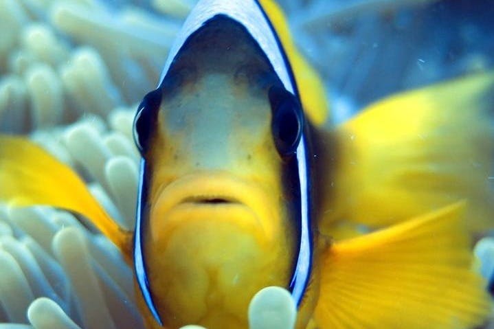 滨田珊瑚中的小丑鱼