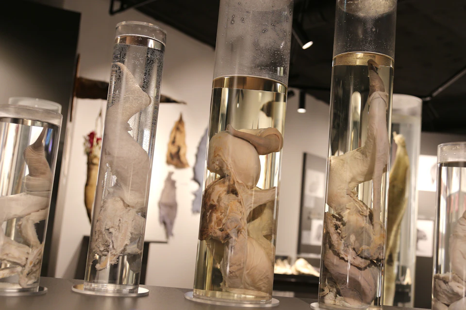 The Icelandic Phallological Museum