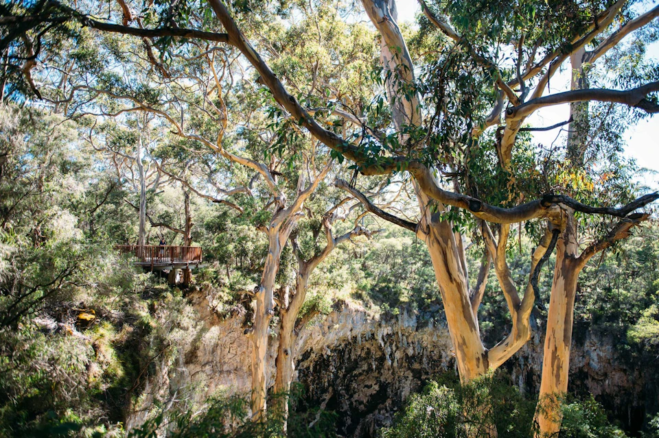 A sunken forest leads visitors to the entrance of Lake Cave