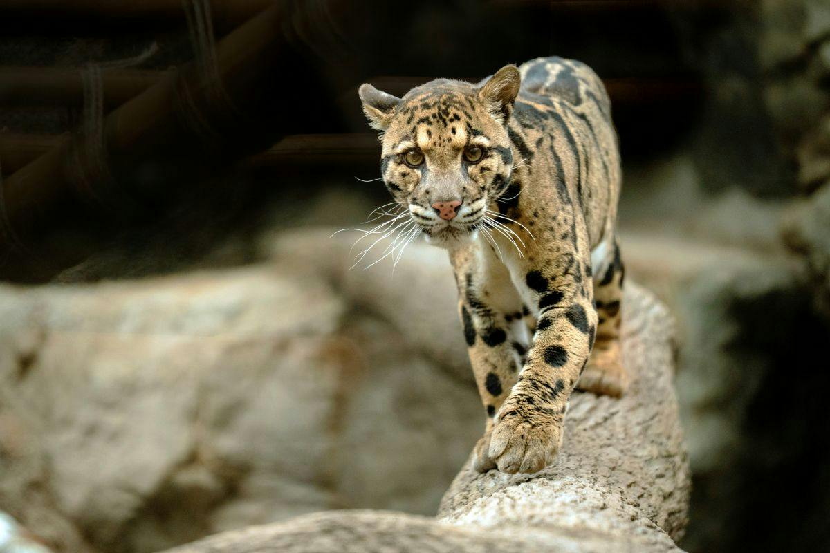 A clouded leopard walking on a log, with a blurred natural background.
