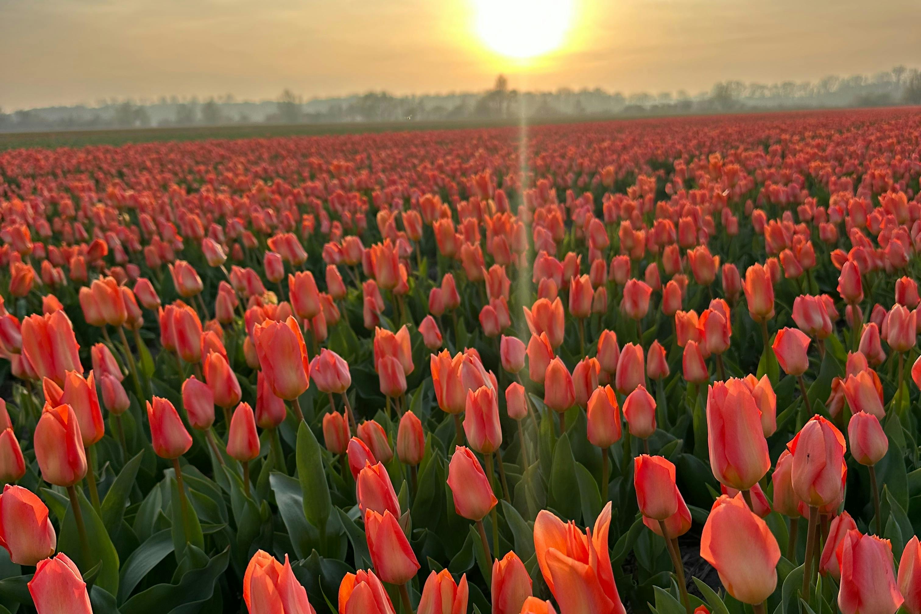 一大片充满活力的橙色郁金香，日出时分，远处有朦胧的树木。