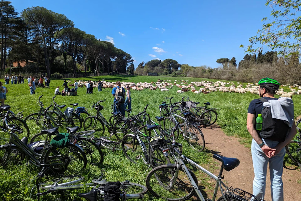 Bicycles parked on a grassy field with people and a flock of sheep in the background under a clear blue sky.