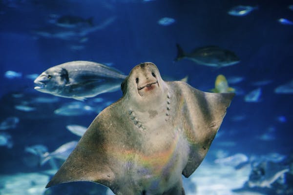 Аквариум Барселоны: Входной билет