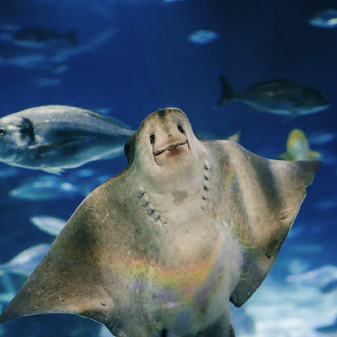 Barcelona Aquarium: Entry Ticket in Barcelona β Tiqets