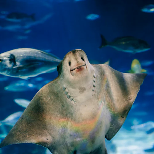 Barcelona Aquarium: Entry Ticket - Photo 6