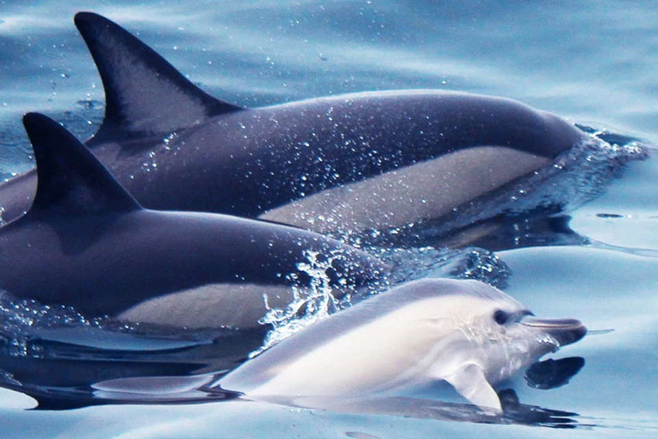 Tornado Dolphins - Common Dolphins
