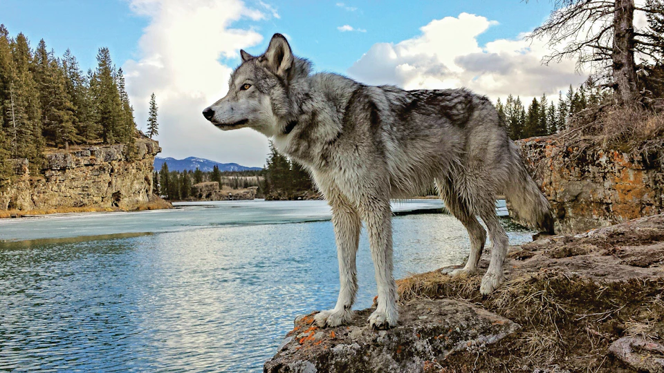 Wolfdog Sanctuary