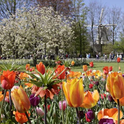 Keukenhof: Guided Tour + Tulip Farm Visit + Windmill Cruise 5