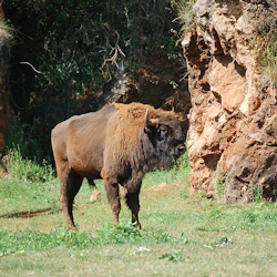 Cabárceno Nature Park: Entry Ticket 4