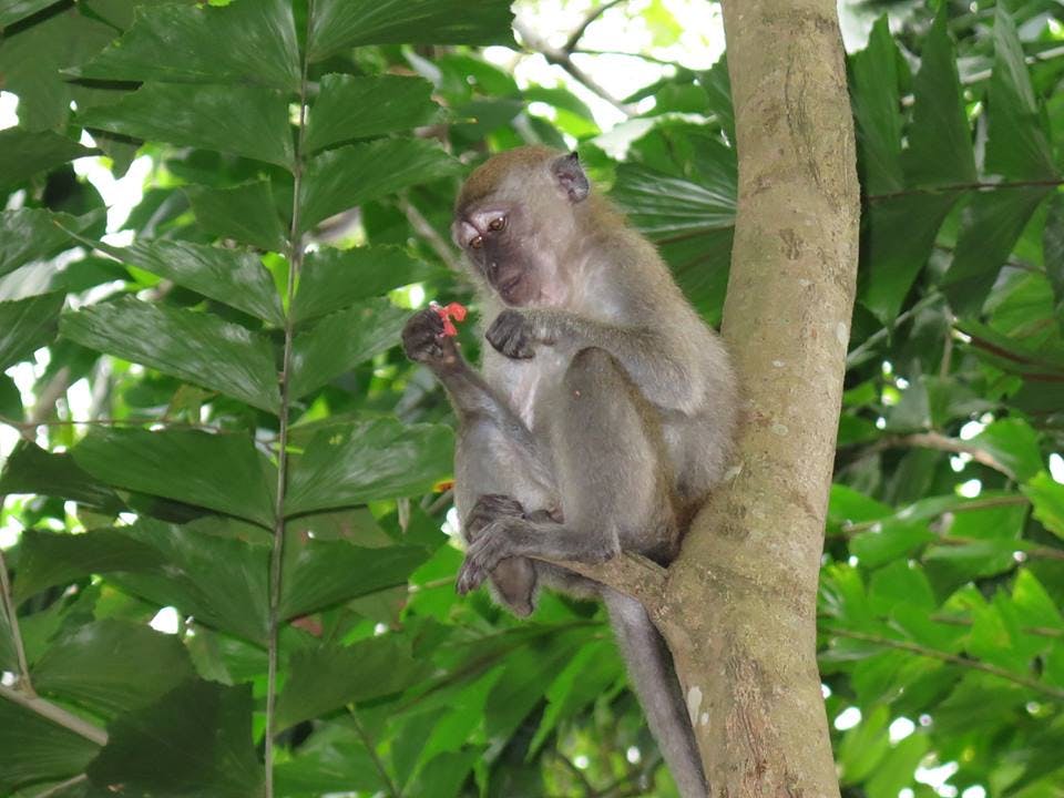원숭이가 무성한 녹색 잎으로 둘러싸인 나뭇가지에 앉아 손에 든 작은 붉은 물체를 살펴보고 있습니다.