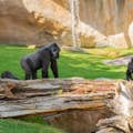 在赤道非洲地区，您可以参观大猩猩家族居住的刚果谷再现。