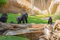A la zona de l'Àfrica Equatorial es pot visitar la recreació de la Vall del Congo habitada per una família de goril·les.