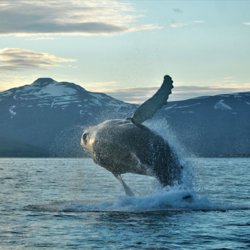 アークレイリからのホエールウォッチングのチケット