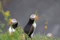 An Atlantic Puffin in a field with a blurred flower in the foreground. Also, two puffins are blurred in the background.