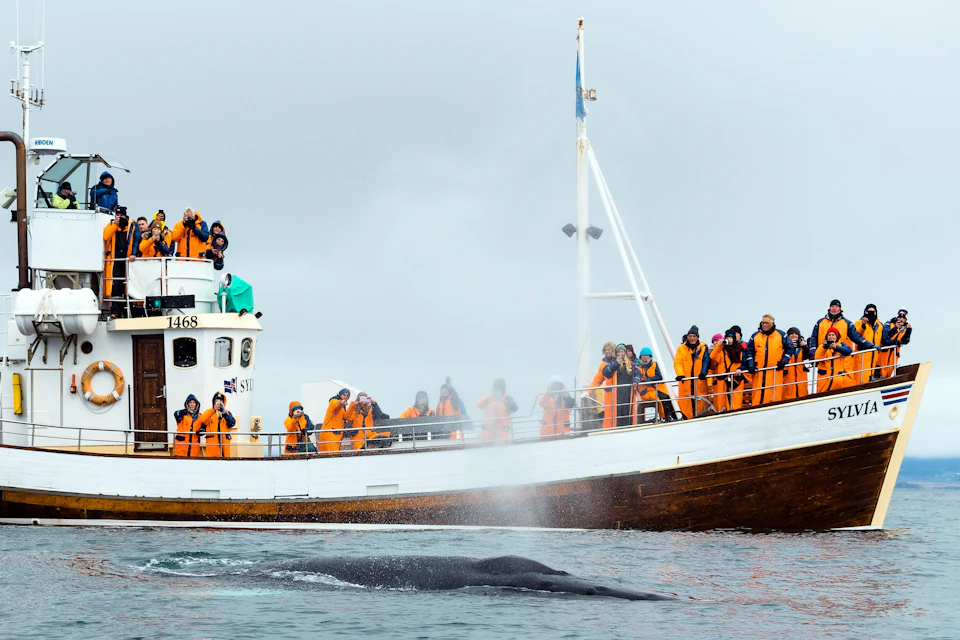 A group of people in orange coats on a boat observing a whale exhaling water near the ocean surface on a cloudy day.