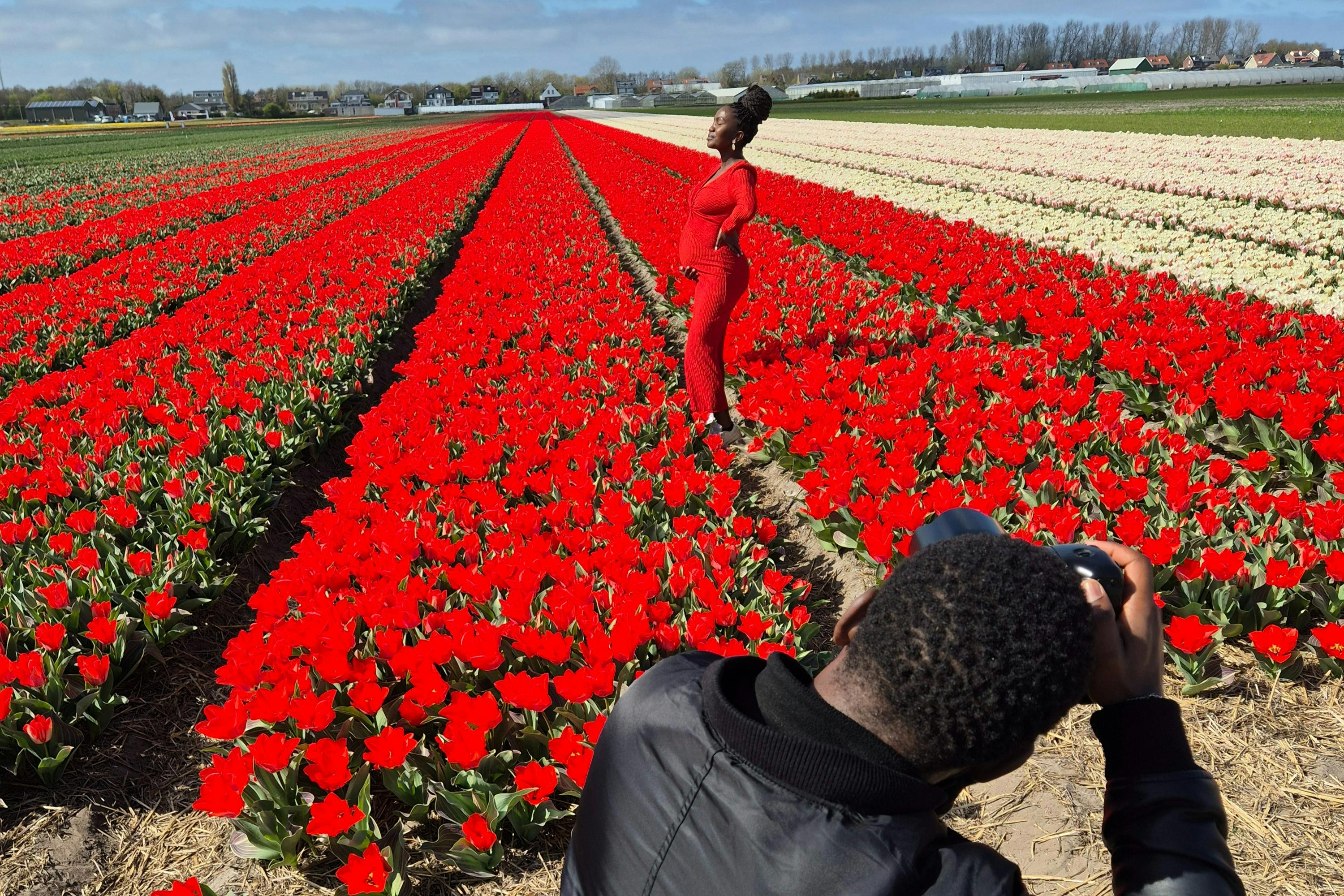 一个穿着红色衣服的人在红色郁金香田里摆姿势，而另一个人则在鲜艳的花朵中拍摄它们。