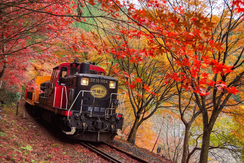 A red and black train travels through a forest with vibrant autumn foliage, featuring hues of red, orange, and yellow.