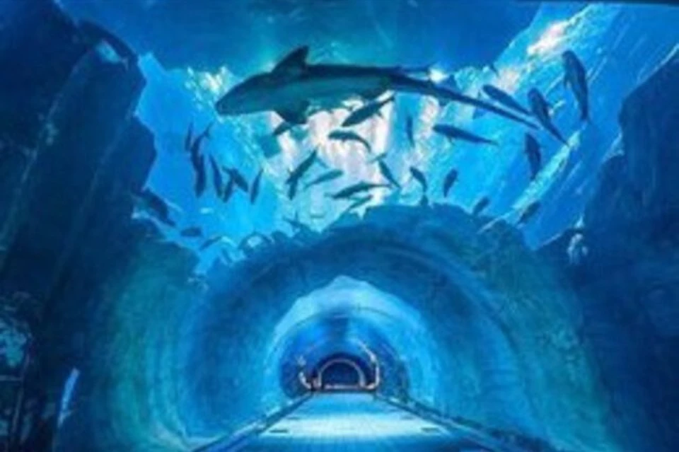Dubai Mall Aquarium